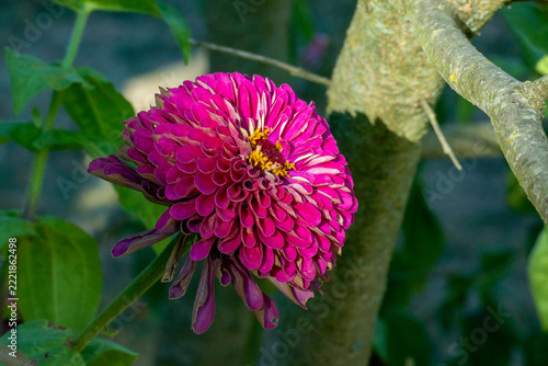 Violette Zinnie Benarys Giant Blüte unscharfem grünem Blätter Hintergrund