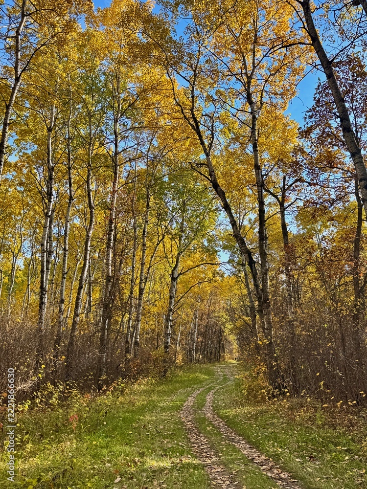 Fototapeta premium Autumn Trail Through a Golden Woodland