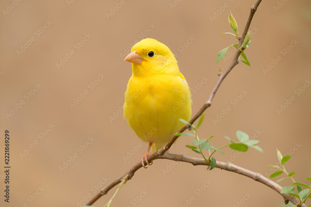 Fototapeta premium A bright yellow canary perched on a slender branch with green leaves against beige