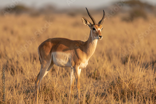 Solitary gazelle in dry golden grass under warm late-afternoon light