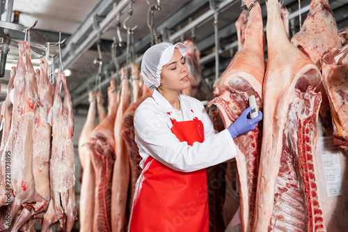 Obraz na plátně Interested young woman in white coat and red apron working in butchery cold warehouse, checking temperature of hanging raw dressed pork carcasses