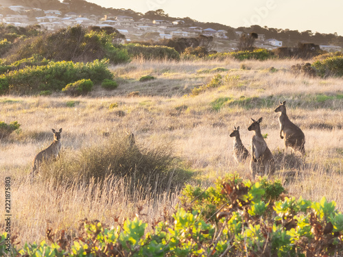 Kangaroos In Field With Houses At Sunset