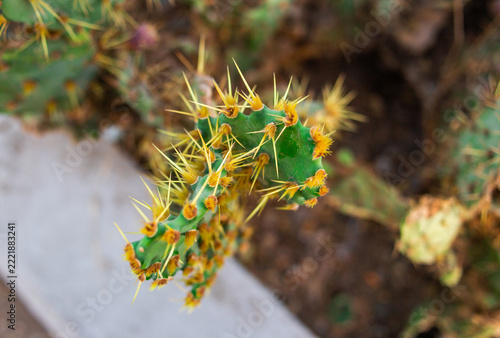 Macro shot of green cactus with sharp yellow thorns growing outdoors