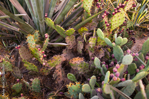 Prickly pear cactus bush with ripe purple fruits and agave plants outdoors
