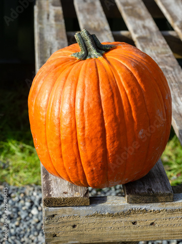 Orange pumpkin on pallet
