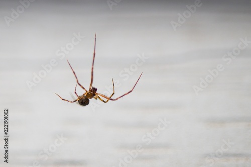 Male cobweb spider