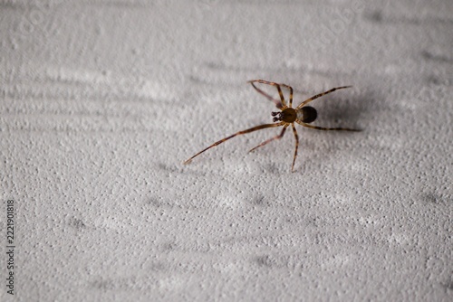 Male cobweb spider