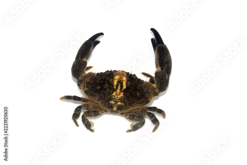 ハサミを広げるカニ　オウギガニ　白バック