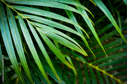 green leaf background