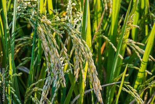 close-up photo of rice grains in the late afternoon