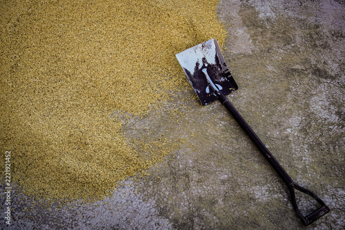 shovel next to the rice grains