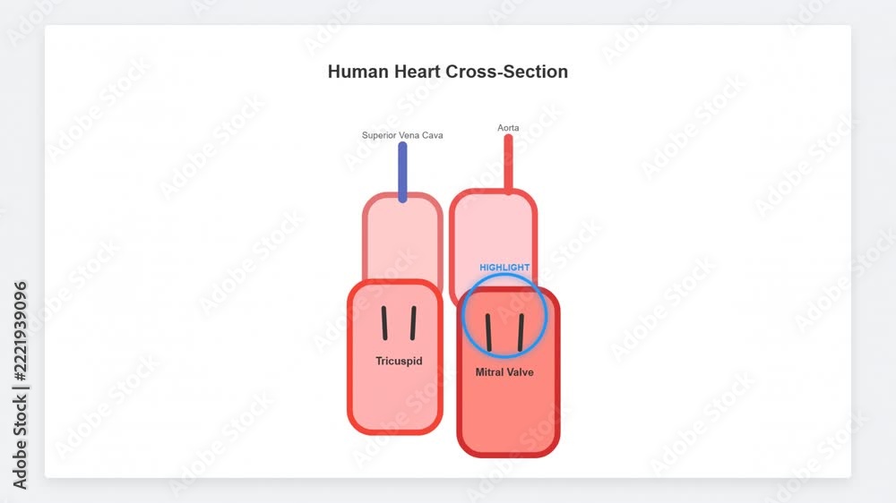 Human Heart Cross Section Animation Valve Function Stock Video | Adobe ...