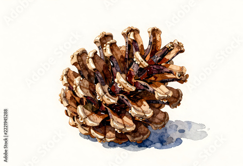 Watercolor Illustration of a Pine Cone