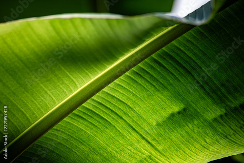 Backlit Green Banana Leaf Texture for ESG Sustainability and Corporate Social Responsibility Concepts