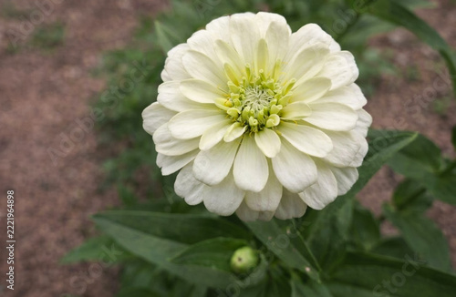 A delicate white zinnia flower displays its layered petals beautifully against a soft green garden background.