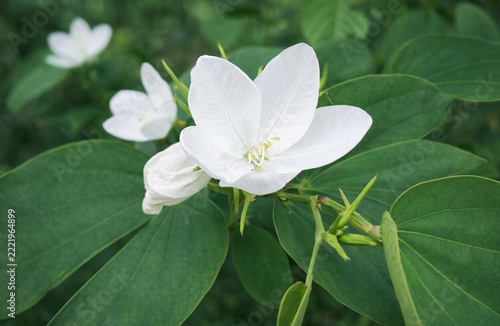 A graceful white flower blooms elegantly among lush green leaves, bringing a sense of purity and tranquility to the garden.