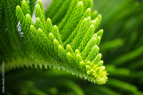 Norfolk Island Pine Leaf Close-Up: A vibrant, emerald green Norfolk Island Pine branch showcases its delicate, spiky foliage in a striking macro view, highlighting the intricate patterns of nature.