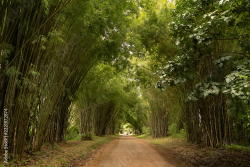 Bamboo Forest Pathway: A secluded dirt road meanders through a dense, verdant tunnel formed by towering bamboo stalks, creating an enchanting natural archway leading into the unknown.