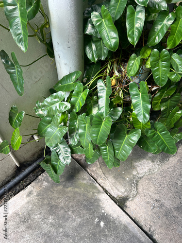 green arum lily leaves in the garden