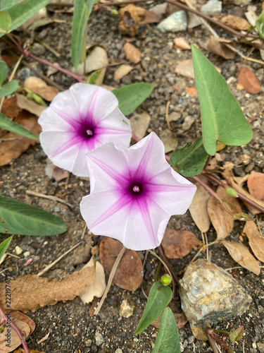a vertical shot of a purple and white Morning glory flowers in the garden