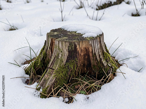 old tree stump on the ground covered with snow