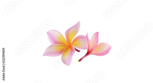 Beautiful pink and yellow plumeria frangipani flowers isolated on black background