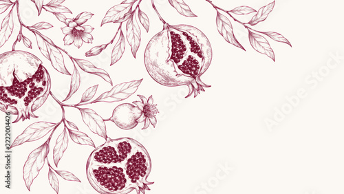 Vintage Pomegranate Botanical Illustration Background with Copy Space