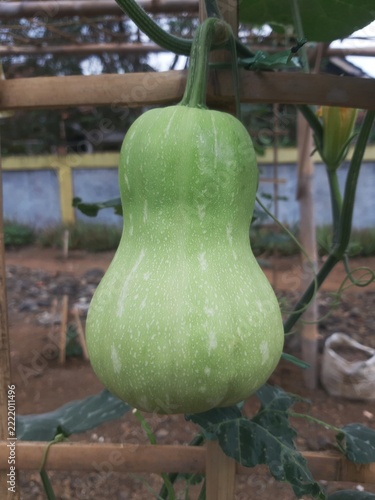 Unripe green butternut squash hanging on trellis structure