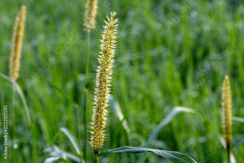 Close-up of foxtail grass spike blooming in a lush green agricultural field. Golden cereal grass head glowing in soft daylight.