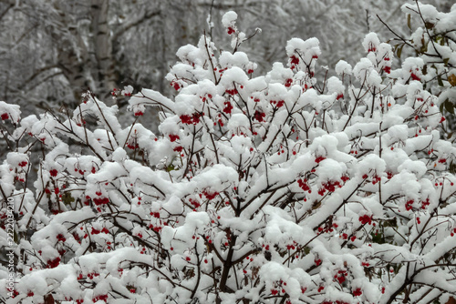 A bush of viburnum covered with the first snow on an autumn day