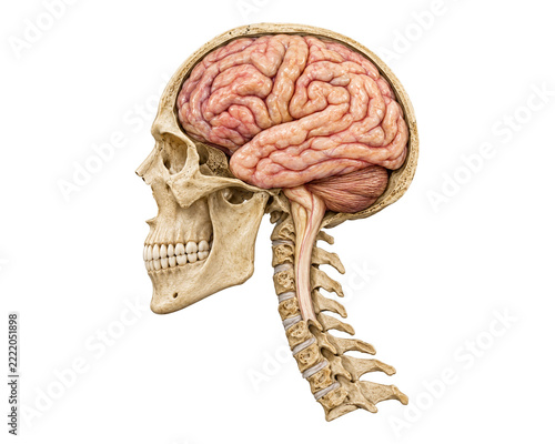 Obraz na plátně Lateral Skull, Brain, and Cervical Spine Anatomy