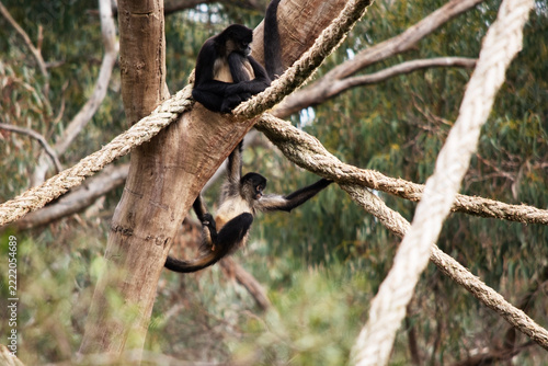 Photography the young black handed spider monkey is climbing to its mother