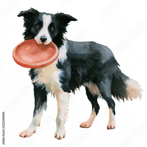 Single Border Collie Gently Carrying Terracotta Flying Disc