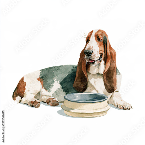 Resting Basset Hound beside Cream Water Bowl in Relaxing Posture