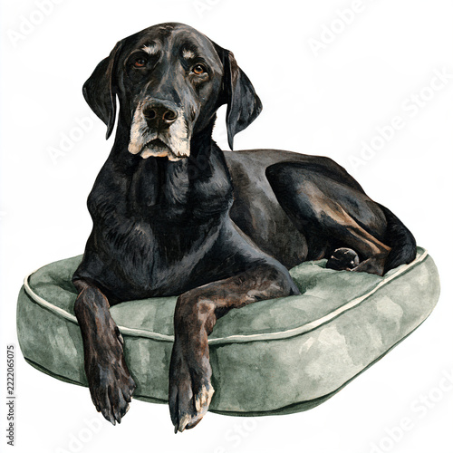 Elderly Black Labrador Resting Comfortably on Soft Bed