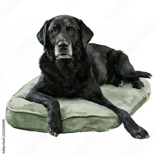 Single Elderly Black Labrador Resting Comfortably on Thick Cushion
