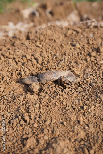 Obraz na plátně An elongated lump of cat feces on loose soil.