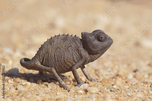 Namaqua chameleon in a sand dune in Namibia