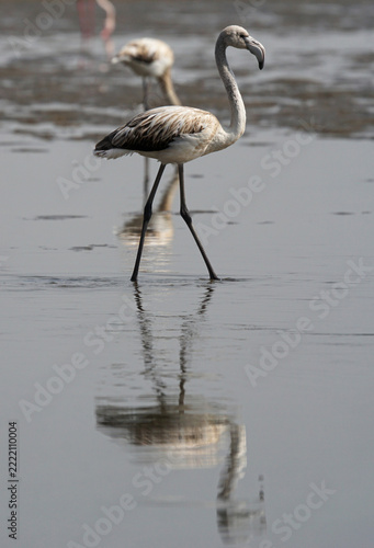 Flamingos at a lagoon in Namibia