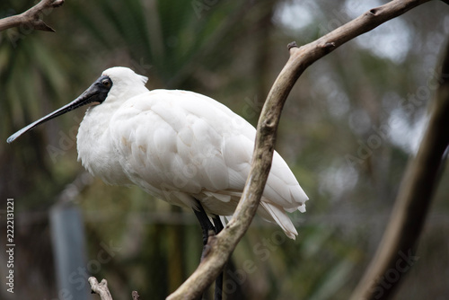 the royal spoonbill is perched on a branch