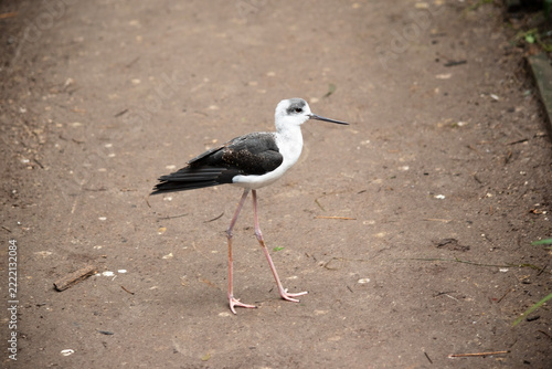 The black winged stilt is walking on dirt