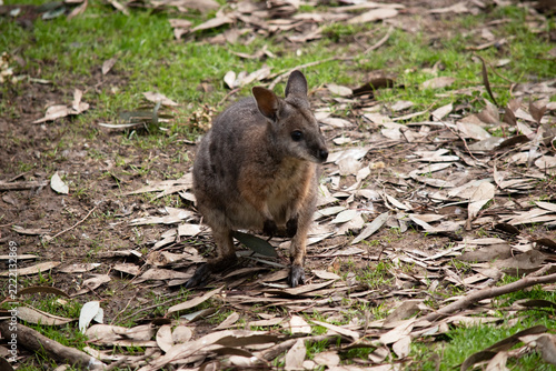 the tammar wallaby is in a field