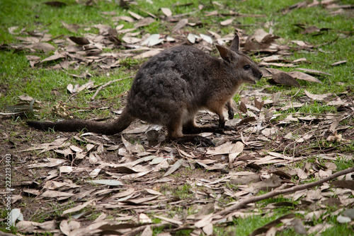 this is a side view of a tammar wallaby