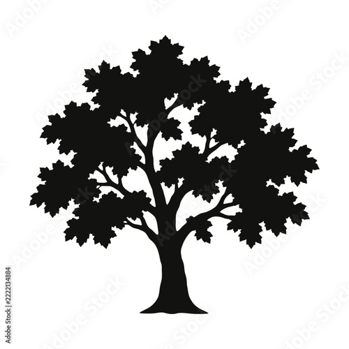 Mature Maple Tree (Acer spp.) Black Silhouette Vector Illustration with Broad Canopy and Branches