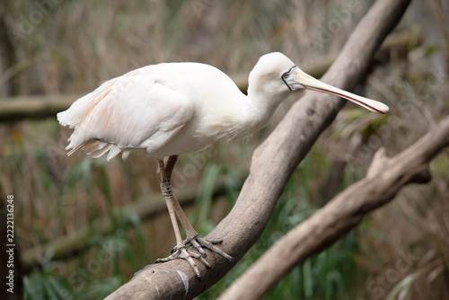 the yellow spoonbill is perched on a branch