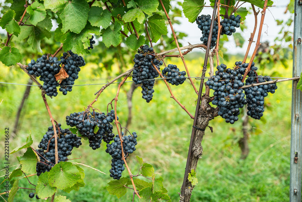 Fototapeta premium Close up of ripe black grapes growing in clusters on green vine in sunny vineyard.