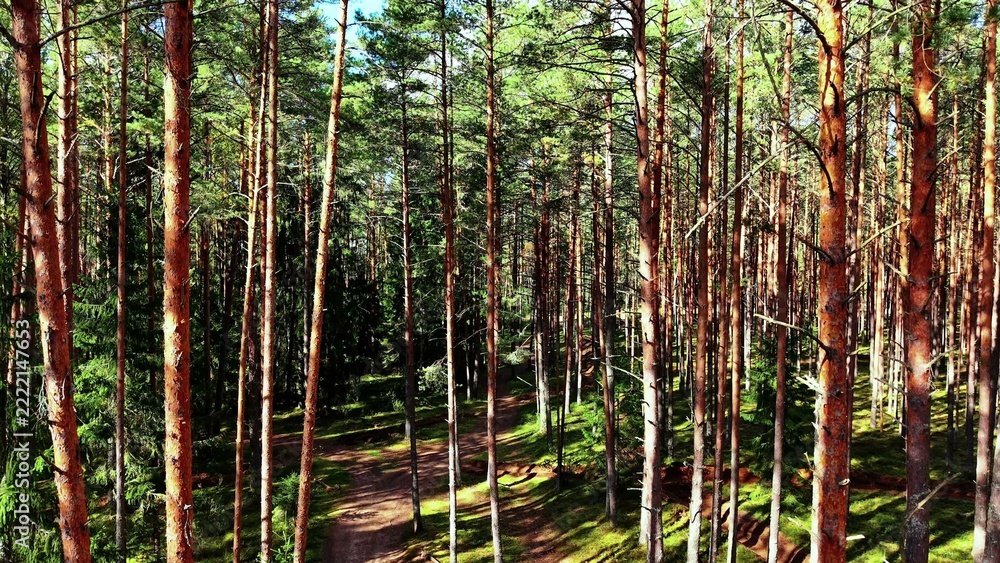 Naklejka premium Tall pine trees creating a dense woodland environment on a sunny forest path in spring