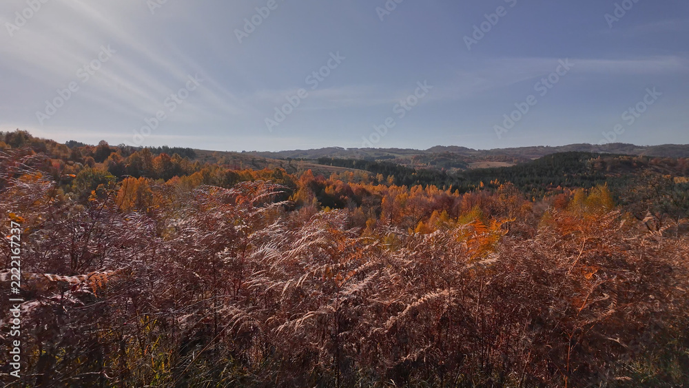 Fototapeta premium Autumn colored trees and countryside landscape scenery.