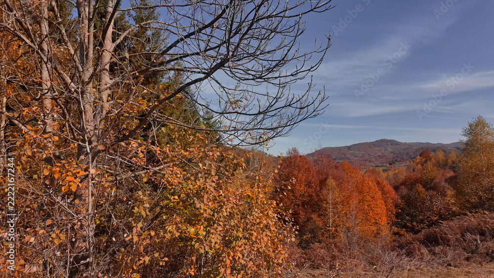 Fototapeta premium Autumn colored trees and countryside landscape scenery.