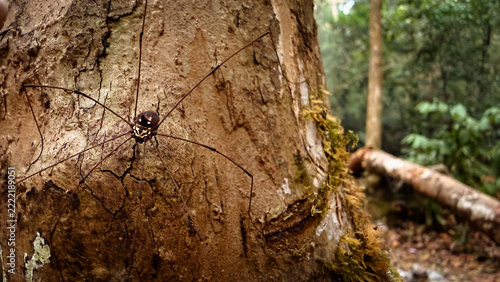 Harvestman spider with long legs crawling on textured tree bark in a tropical forest jungle.